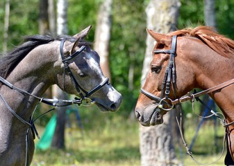 Two playful stallions