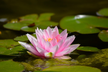 Water lilly Pink Sensation