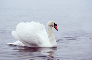 Obraz premium Beautiful white elegant swans bird on a foggy winter river.
