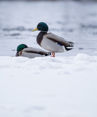 duck in the snow