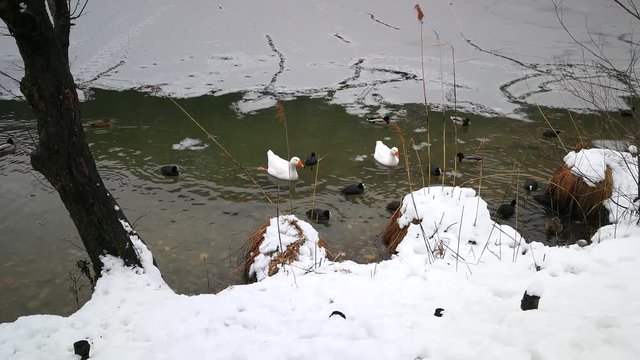 anatre, papere e folaghe su lago  inverno