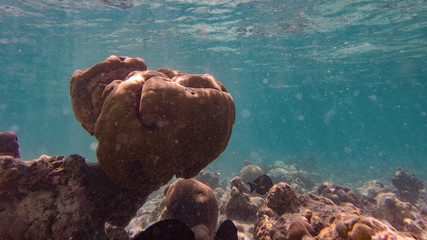 Unterwasserwelt mit Korallen am riff auf der Insel Meedhupparu auf Malediven, Indischer Ozean