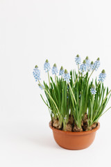 Potted light blue muscari spring flowers