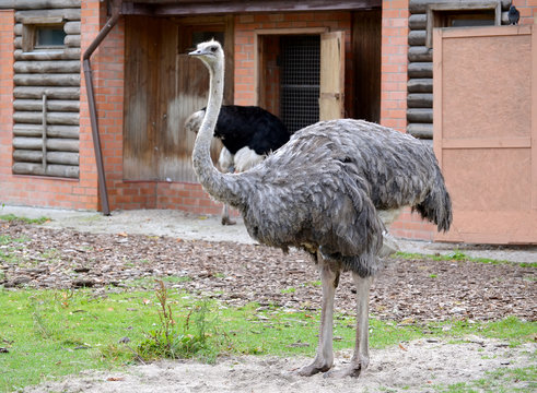 The female of an ostrich of African (Struthio camelus Linnaeus) costs against the background of the open-air cage