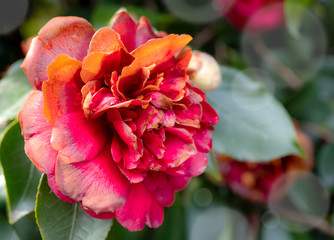 Camelia Flower Close Up