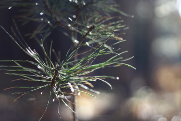 Pine needles in the morning