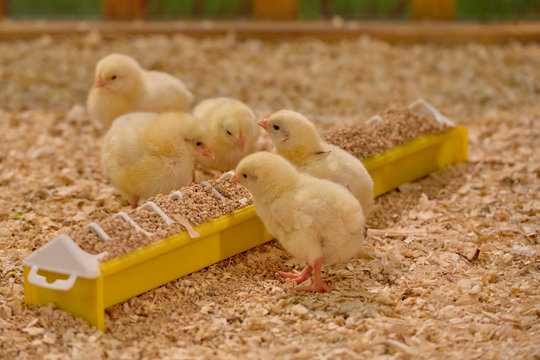 Small yellow chickens