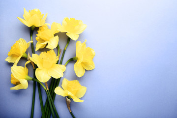 Yellow narcissus flowers on purple background