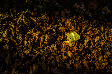 autumn leaves background
