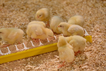 Small yellow chickens