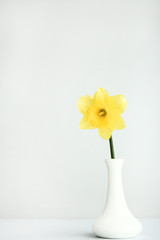 Yellow narcissus flower in vase on grey background
