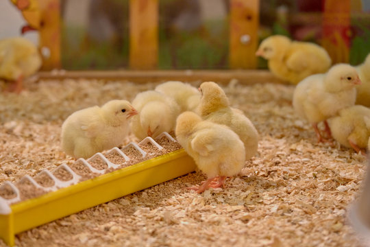 Small yellow chickens