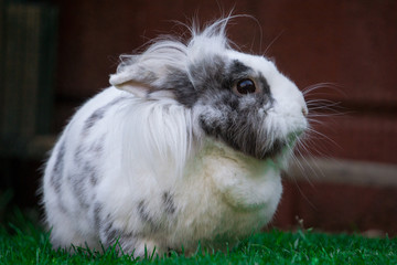 Kaninchen
