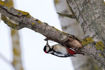 woodpecker on a tree