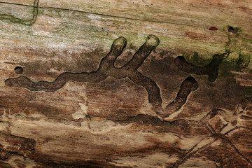 Fraßgänge von Maden und Larven im Holz