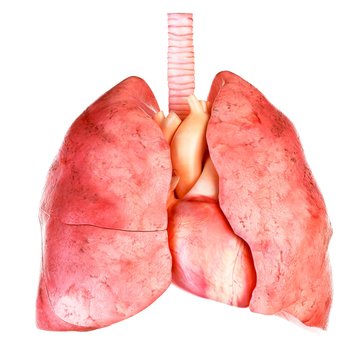 Illustration Of The Human Heart And Lung