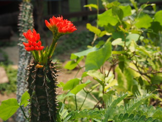 flowers in the garden