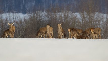 winter landscape with deers