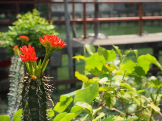 flower