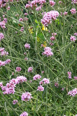 Blumen