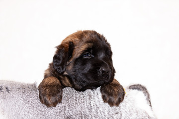 Little leonberger puppy sits at beige background