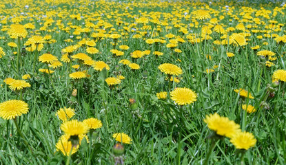 Spring - A floral meadow full of yellow dandelions.