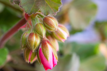 Closeup of fuchsia pink geranium flower buds about to bloom.
