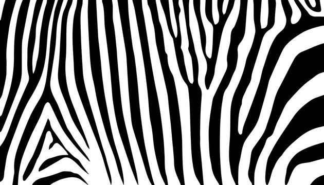 Print stripe animals jungle texture zebra vector black white 