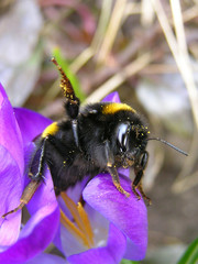 Bumblebee on a lilac crocus flower