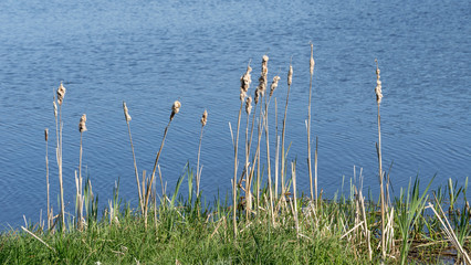 Typha. Dried cattails in natural environment. Reeds and blue lake background.
