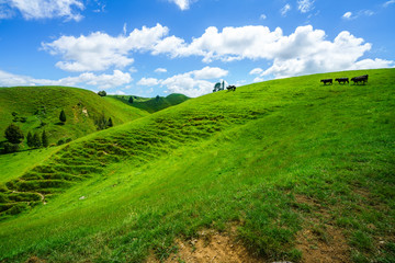 Obraz premium on the road, forgotten world highway, new zealand 7