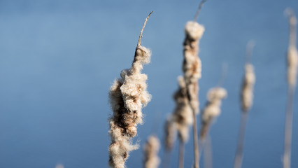 Typha. Dried cattails in natural environment. Reeds and frozen lake background.