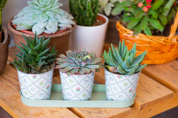 Decoration cactus in the exhibition