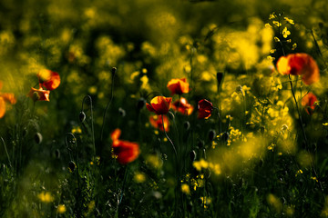 rape field with red poppies flowers