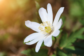closeup white flower Anemone nemorosa in forest on sunny spring day