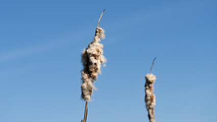 Typha. Dried cattails in natural environment. Reeds and frozen lake background.