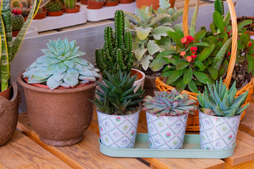 Decoration cactus in the exhibition