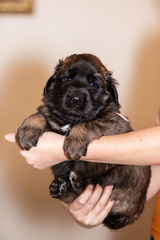 Little leonberger puppy sits at beige background