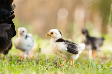 Small baby chicken in the yard