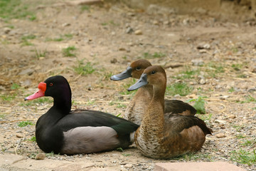 Peposakaente und Kolbenenten, Netta rufina,  Netta peposaca 