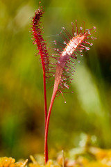 Carnivorous plant in the bog (natural environment). Drosera anglica -  English sundew or great sundew.