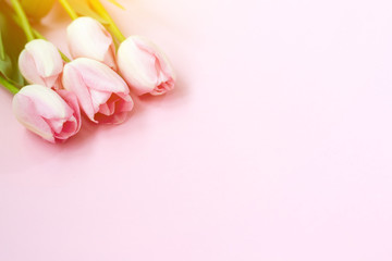 Pink tulips on the pink background. Flat lay, top view. Valentines background