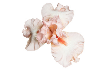 Fototapeta na wymiar Passion For Pink bloom. Beautiful spring flower open petal. White with purple edges iris blossom blooming.