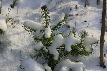 snow covered fir branches