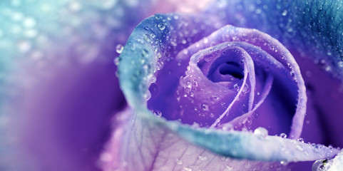 Purple rose closeup with water drops. Holiday background.