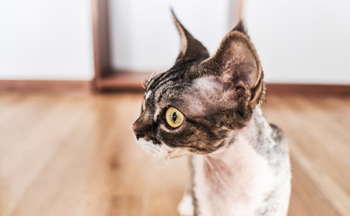 Photo of a Canadian sphinx in a cozy house