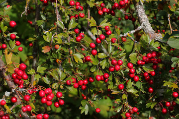 Rote Früchte des Weißdorns, Crataegus monogyna