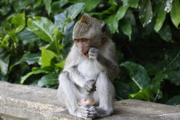 Baby monkey eating