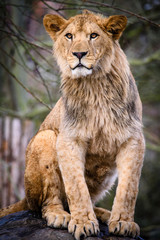 Obraz na płótnie Canvas Lion posing for portrait