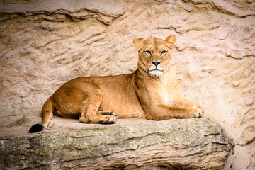 Lion posing for portrait